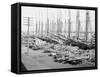 Muelle Tallapiedras, Havana, c.1904-American Photographer-Framed Stretched Canvas