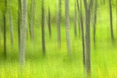 European Beech (Fagus Sylvatica) Trees in Autumn, Pollino National Park, Basilicata, Italy-Müller-Photographic Print