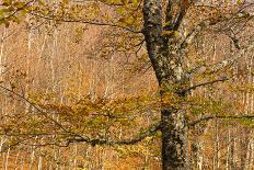 European Beech (Fagus Sylvatica) Trees in Autumn, Pollino National Park, Basilicata, Italy-Müller-Photographic Print