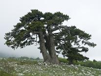 Bosnian Pine (Pinus Leucodermis - Heldreichii) in Rock Strewn Landscape, Pollino, Basilicata, Italy-Müller-Stretched Canvas