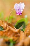 Cyclamen in Flower Covered in Water Droplets, Pollino National Park, Basilicata, Italy, November-Müller-Photographic Print