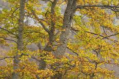 European Beech (Fagus Sylvatica) Trees in Autumn, Pollino National Park, Basilicata, Italy-Müller-Photographic Print