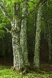 European Beech (Fagus Sylvatica) Trees in Autumn, Pollino National Park, Basilicata, Italy-Müller-Photographic Print