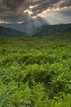 Ferns in a Valley, Pollino National Park, Basilicata, Italy, May 2009-Müller-Photographic Print