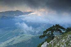 Bosnian Pine (Pinus Leucodermis - Heldreichii) in Rock Strewn Landscape, Pollino, Basilicata, Italy-Müller-Stretched Canvas