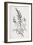 Mufle De Veau, from Fleurs Dessinees D'Apres Nature, C. 1800-Gerard Van Spaendonck-Framed Giclee Print