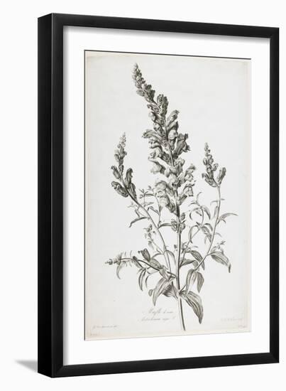 Mufle De Veau, from Fleurs Dessinees D'Apres Nature, C. 1800-Gerard Van Spaendonck-Framed Giclee Print