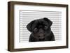 Mug Shot-Kitch Bain-Framed Photographic Print