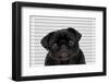 Mug Shot-Kitch Bain-Framed Photographic Print