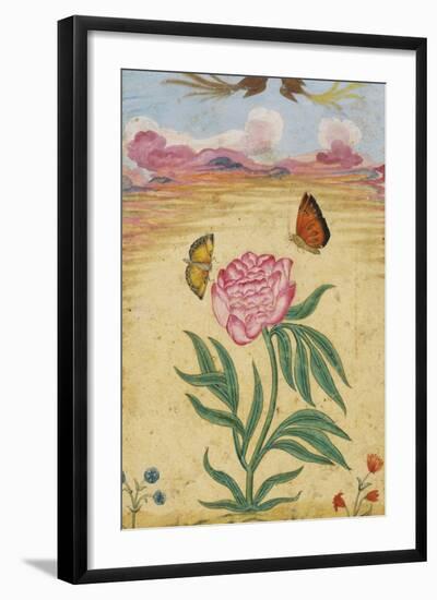 Mughal Miniature Painting Depicting a Peony with Birds of Paradise and Butterflies-Stapleton Collection-Framed Giclee Print