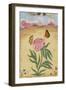 Mughal Miniature Painting Depicting a Peony with Birds of Paradise and Butterflies-Stapleton Collection-Framed Giclee Print