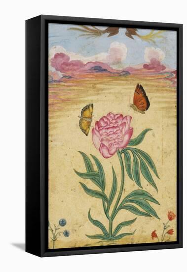 Mughal Miniature Painting Depicting a Peony with Birds of Paradise and Butterflies-Stapleton Collection-Framed Stretched Canvas