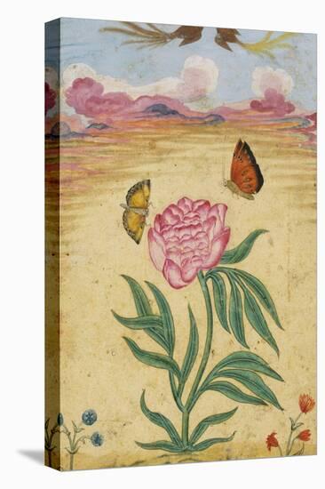 Mughal Miniature Painting Depicting a Peony with Birds of Paradise and Butterflies-Stapleton Collection-Stretched Canvas