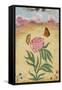 Mughal Miniature Painting Depicting a Peony with Birds of Paradise and Butterflies-Stapleton Collection-Framed Stretched Canvas