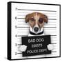 Mugshot Dog-Javier Brosch-Framed Stretched Canvas