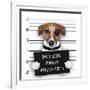 Mugshot Dog-Javier Brosch-Framed Photographic Print