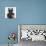 Mugshot Dog-Javier Brosch-Photographic Print displayed on a wall
