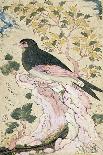 Bird Perching on Rock, 1684-Muin Musavvir-Giclee Print