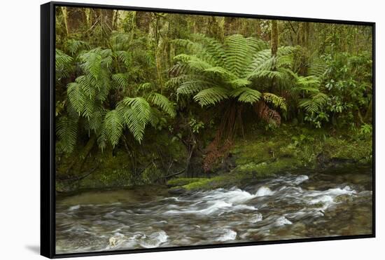 Muir Creek and native bush, Pleasant Flat, Haast Pass, Mt. Aspiring NP, New Zealand-David Wall-Framed Stretched Canvas