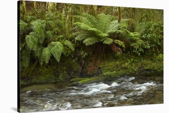 Muir Creek and native bush, Pleasant Flat, Haast Pass, Mt. Aspiring NP, New Zealand-David Wall-Stretched Canvas