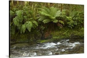 Muir Creek and native bush, Pleasant Flat, Haast Pass, Mt. Aspiring NP, New Zealand-David Wall-Stretched Canvas