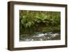 Muir Creek and native bush, Pleasant Flat, Haast Pass, Mt. Aspiring NP, New Zealand-David Wall-Framed Photographic Print