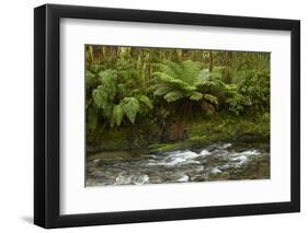 Muir Creek and native bush, Pleasant Flat, Haast Pass, Mt. Aspiring NP, New Zealand-David Wall-Framed Photographic Print