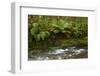 Muir Creek and native bush, Pleasant Flat, Haast Pass, Mt. Aspiring NP, New Zealand-David Wall-Framed Photographic Print