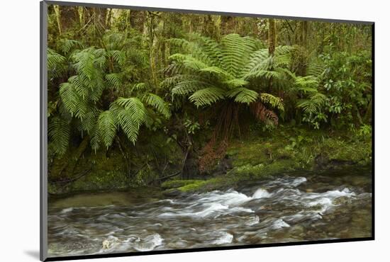 Muir Creek and native bush, Pleasant Flat, Haast Pass, Mt. Aspiring NP, New Zealand-David Wall-Mounted Photographic Print