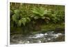 Muir Creek and native bush, Pleasant Flat, Haast Pass, Mt. Aspiring NP, New Zealand-David Wall-Framed Photographic Print