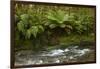 Muir Creek and native bush, Pleasant Flat, Haast Pass, Mt. Aspiring NP, New Zealand-David Wall-Framed Photographic Print