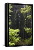 Muir Woods, Marin Headlands, California-Anna Miller-Framed Stretched Canvas