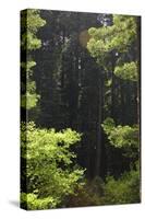 Muir Woods, Marin Headlands, California-Anna Miller-Stretched Canvas