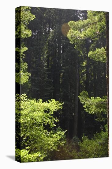 Muir Woods, Marin Headlands, California-Anna Miller-Stretched Canvas