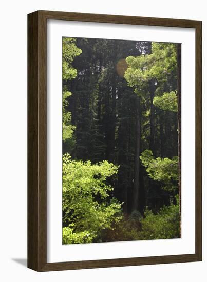 Muir Woods, Marin Headlands, California-Anna Miller-Framed Photographic Print