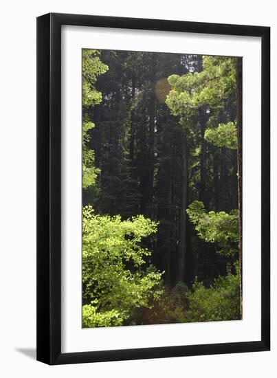 Muir Woods, Marin Headlands, California-Anna Miller-Framed Photographic Print