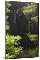 Muir Woods, Marin Headlands, California-Anna Miller-Mounted Photographic Print