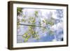 Muir Woods, Marin Headlands, California-Anna Miller-Framed Photographic Print