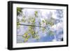 Muir Woods, Marin Headlands, California-Anna Miller-Framed Photographic Print