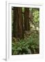 Muir Woods, Marin Headlands, California-Anna Miller-Framed Photographic Print