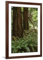 Muir Woods, Marin Headlands, California-Anna Miller-Framed Photographic Print