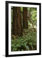 Muir Woods, Marin Headlands, California-Anna Miller-Framed Photographic Print