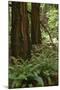 Muir Woods, Marin Headlands, California-Anna Miller-Mounted Photographic Print