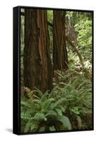 Muir Woods, Marin Headlands, California-Anna Miller-Framed Stretched Canvas