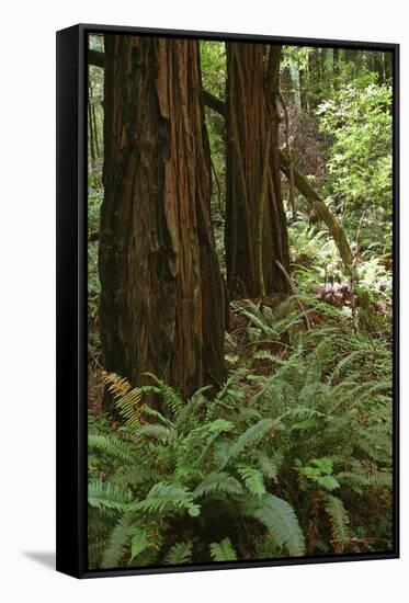 Muir Woods, Marin Headlands, California-Anna Miller-Framed Stretched Canvas