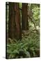 Muir Woods, Marin Headlands, California-Anna Miller-Stretched Canvas