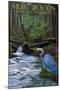 Muir Woods National Monument, California - Blue Heron-Lantern Press-Mounted Art Print