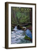Muir Woods National Monument, California - Blue Heron-Lantern Press-Framed Art Print