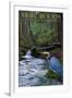 Muir Woods National Monument, California - Blue Heron-Lantern Press-Framed Art Print