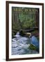 Muir Woods National Monument, California - Blue Heron-Lantern Press-Framed Art Print